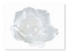 zCards_White_Rose_[Converted]